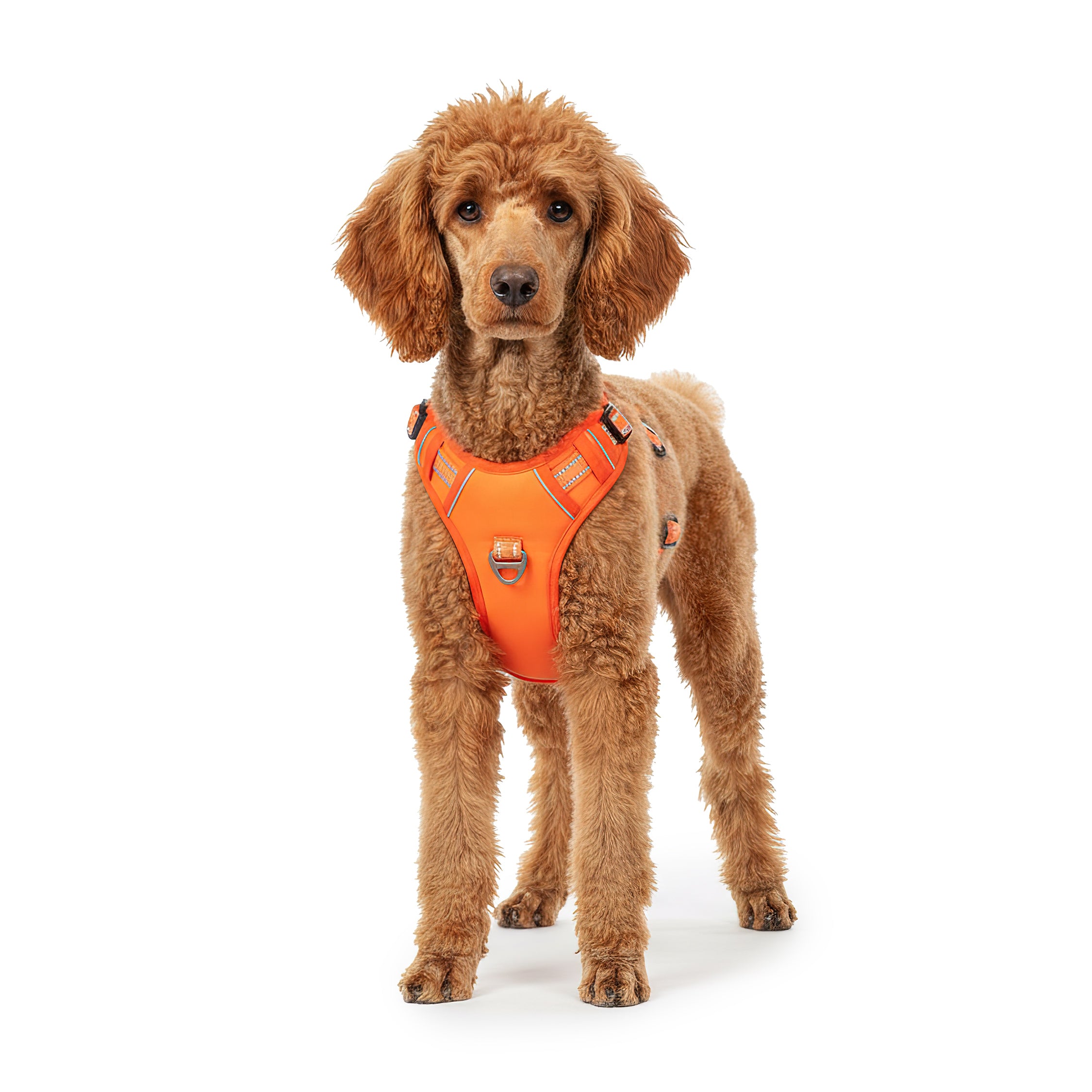 RS Pets Hundegeschirr 25RSP083 - Orange