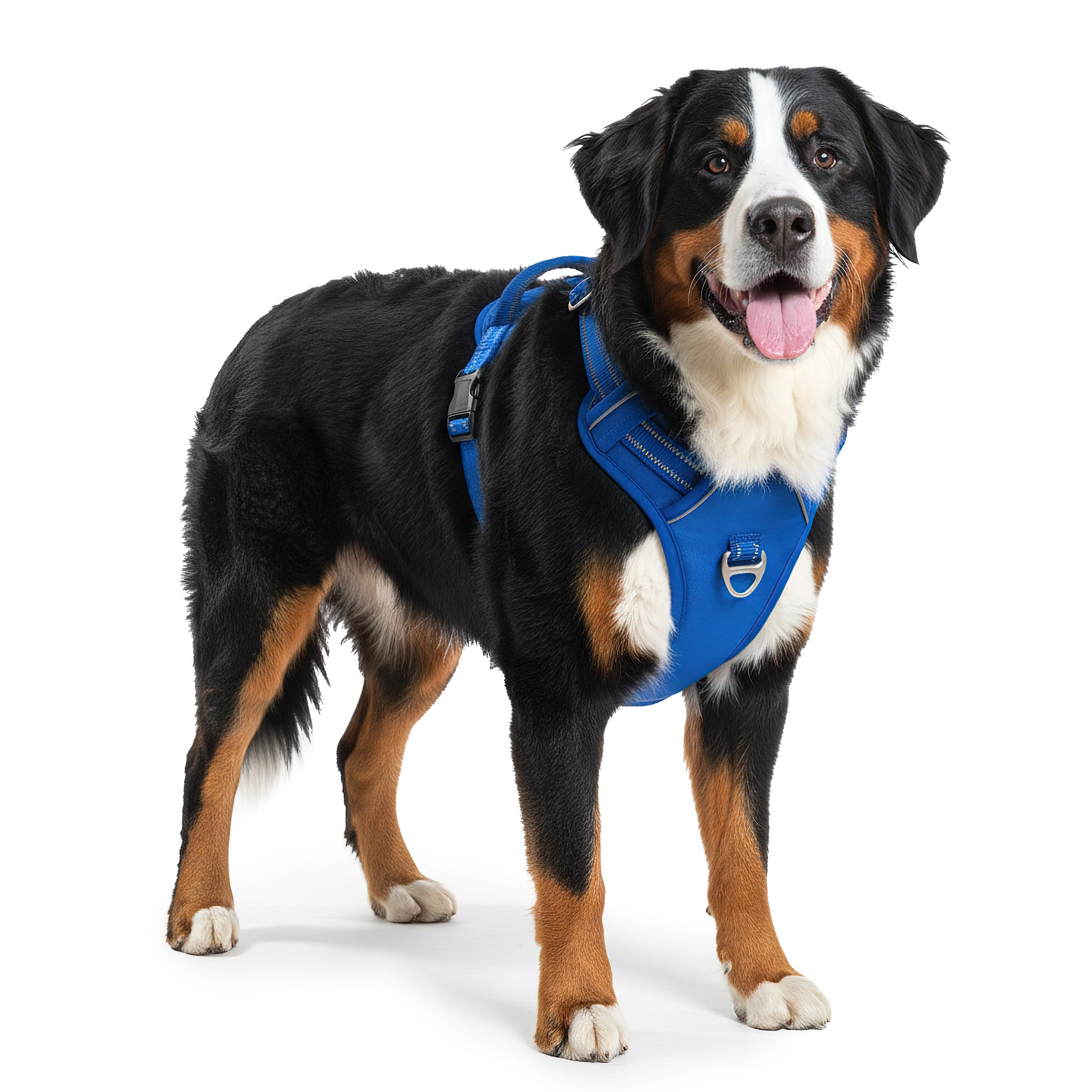 RS Pets Hundegeschirr in Blue – Reichstadt