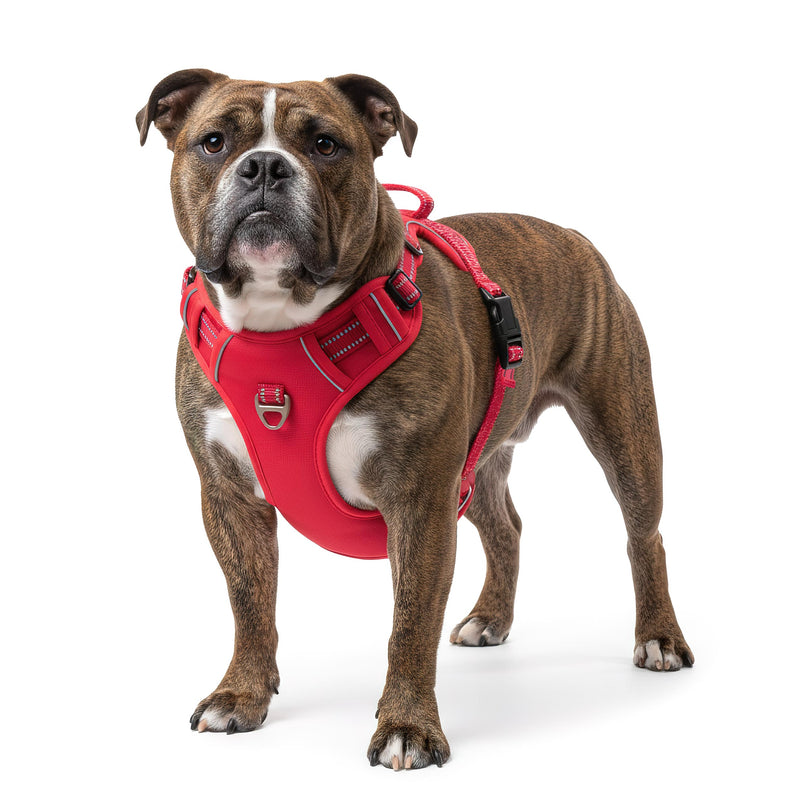 RS Pets Hundegeschirr 25RSP083 - Red